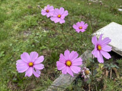 cosmea im oktober im garten