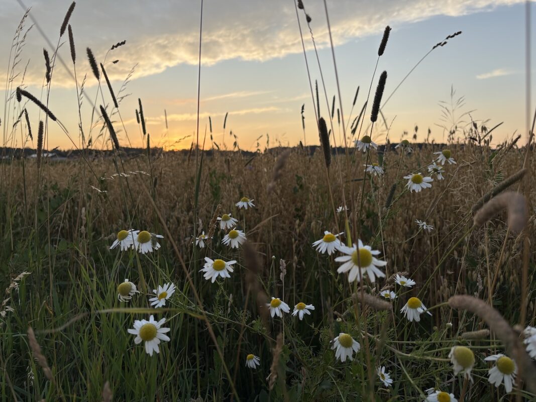 sonnenuntergang am feldrand mit getreide und blumen